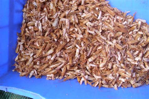 Image result for Shrimp Shell
