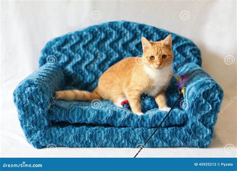 Couch kitty stock photo. Image of couch, feather, play - 45925212