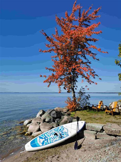 Maple Tree: A Majestic Symbol Of Beauty And Resilience - Natures Zone