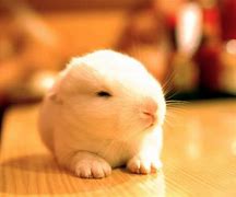 Image result for Cute Pink Fluffy Bunnies