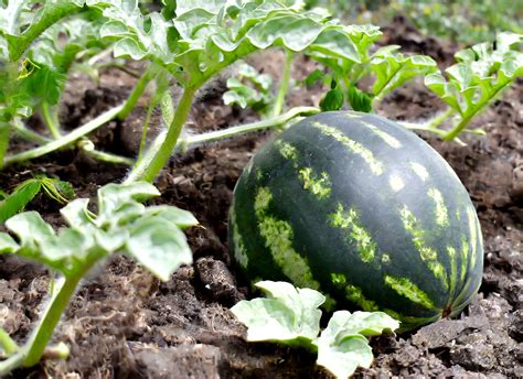 Citrullus Lanatus "Black Diamond Watermelon" | Plantly