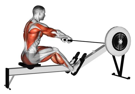 Joe Rogan Rowing Machine at Sandra Moody blog