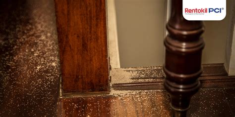 Anti-Termite Treatment For Home Construction