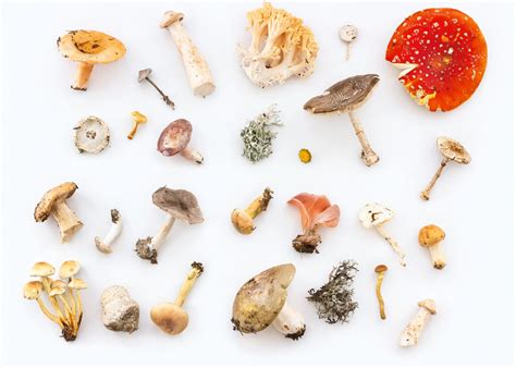 Types Of Fungi
