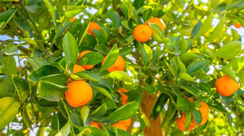 Orange Fruit Trees