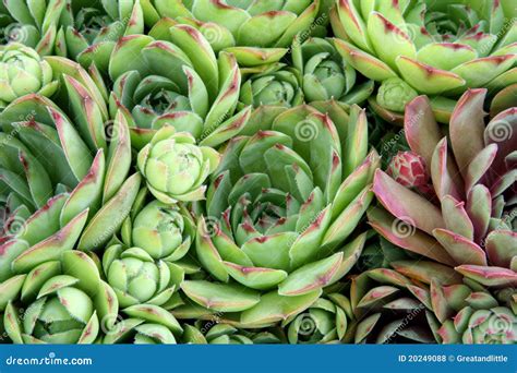Hen and chicks plant stock photo. Image of leaves, crassulaceae - 20249088
