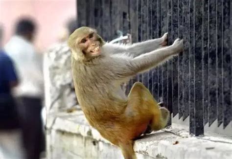 Is it auspicious or inauspicious to see a monkey in a dream? take cues ...