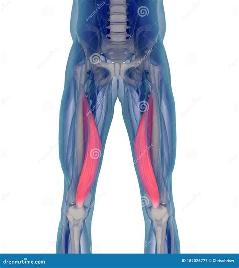Medical Muscle Illustration of the Vastus Medialis. Stock Illustration - Illustration of health ...