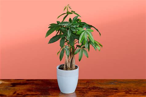 Image result for Money Tree Machine