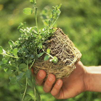 Image result for Planting a Root Bound Tree