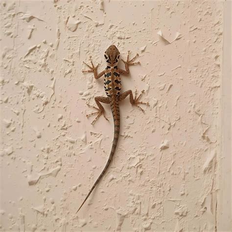 Lizard Symbolism: The Spiritual Meaning of Seeing a Lizard 🦎