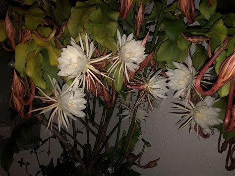 Night Blooming Cereus