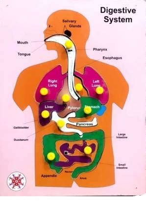 Techblaze Wooden Digestive System Human Body Internal Organs And Organ ...