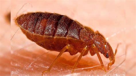 Bedbugs: বাড়িতে ছারপোকা, তেলাপোকার উপদ্রব? রইল ৫ মিনিটে পোকা দূর করার ...