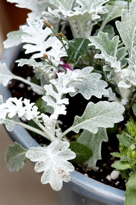 Round Diamond Dusty Miller