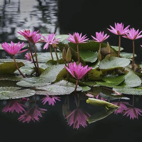 Este es el significado profundo que tiene la flor de loto: fortaleza ...