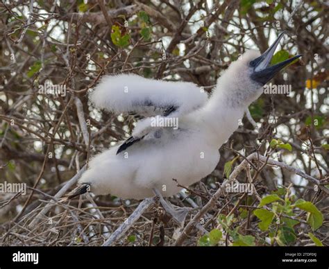 A red-footed booby (Sula sula) chick in a tree at Punta Pitt, San Cristobal Island, Galapagos ...