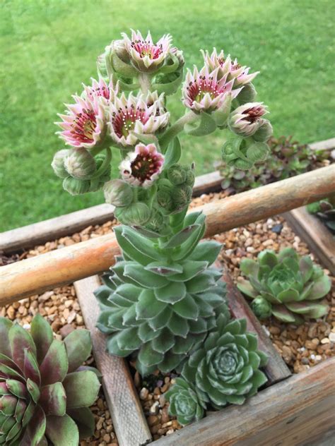 Pin by Margaret on plantz in 2020 (With images) | Succulents, Garden ...