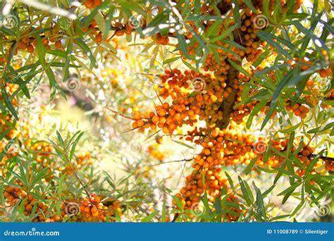 Sea-buckthorn Berries Background Stock Image - Image of healthy ...