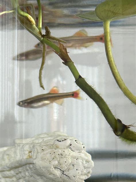 edges of fins on my white mountain minnows are going transparent/some ...