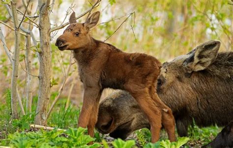 Wallpaper forest, animals, nature, cub, moose, calf for mobile and ...
