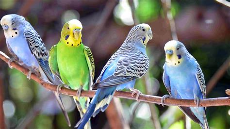 Budgie Bird Female Vs Male at Jason Davies blog