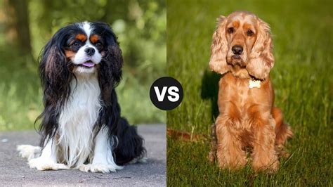 Cavalier King Charles Vs Cocker Spaniel: Key Differences - Tededer.com