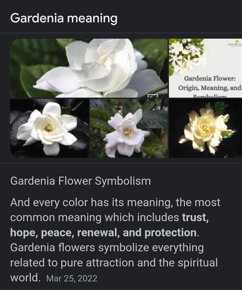 Pin by Kassandra on Golden girl in 2025 | Flower meanings, Amazing ...