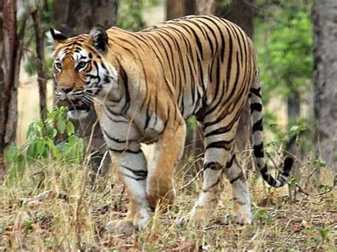 Shoot-At-Sight Order Against Tiger In Karnataka's Kodagu After Three ...