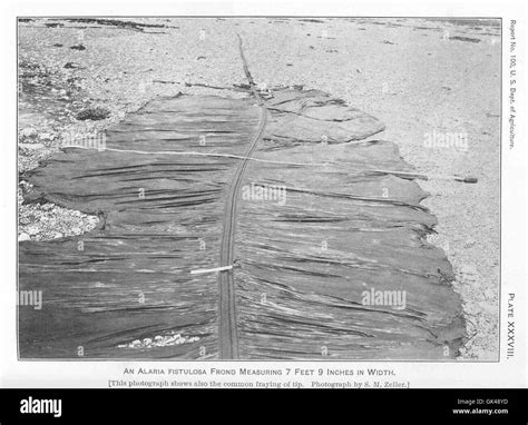 Seaweed algae Black and White Stock Photos & Images - Alamy