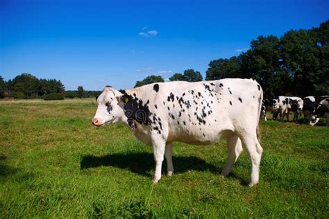 Cow stock image. Image of farming, black, animal, grazing - 43937203