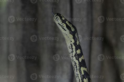 Image result for Snake Carpet Python