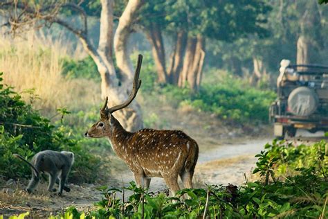 Tour Packages | Jim Corbett National Park