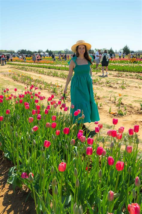 Where to See the Beautiful Tulip Fields in Texas • Seeing Sam