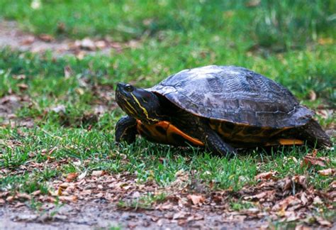 Image result for Turtle Fast Move