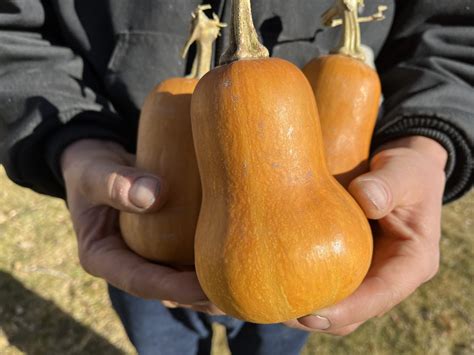 Honeynut Squash - High Desert Seed + Gardens