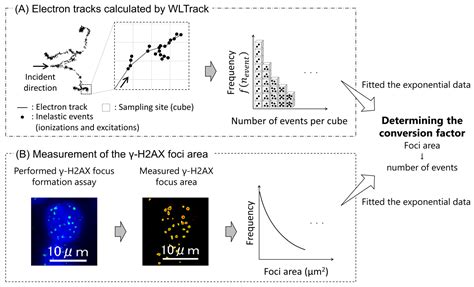 An Analytical Method for Quantifying the Yields of DNA Double-Strand ...