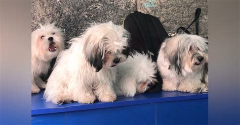 Dedicate Your Free Time For A Relaxing Pawty At Twisty Tails | LBB