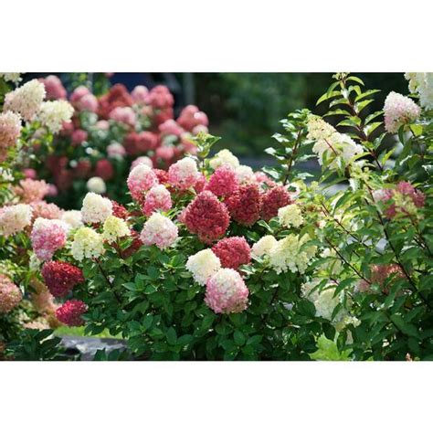 Buy 1 Gal. Little Lime Punch Panicle Hydrangea Paniculata Live Plant ...