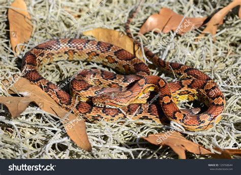 Red Rat Snake ((Pantherophis Guttatus Guttatus) Stock Photo 129768644 ...