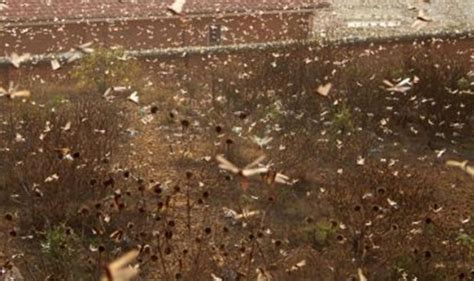 After Rajasthan, Locusts Enter Maharashtra, Delhi - Why is This a ...