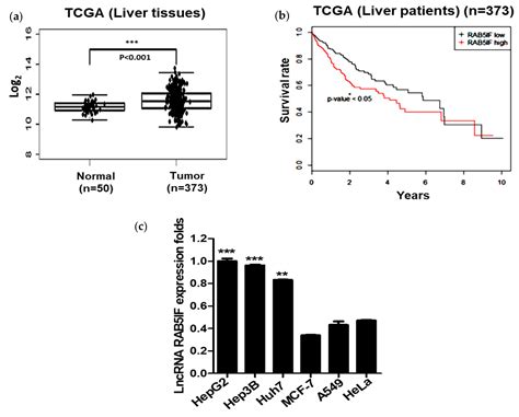 The Pivotal Role of Long Noncoding RNA RAB5IF in the Proliferation of ...