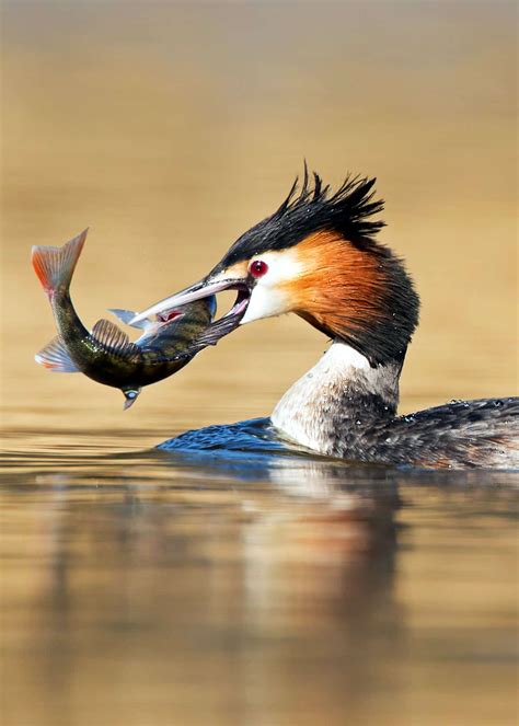 17 Cool Birds That Throw Some Serious Shade (Pictures. Facts ...