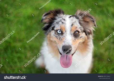 Heterochromia Iridis Dogs