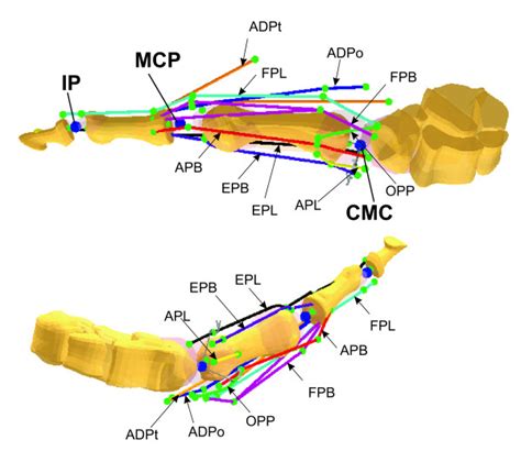 Image result for Thum Programmer Model