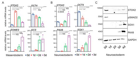 Inhibition of FGF and TGF-β Pathways in hESCs Identify STOX2 as a Novel ...