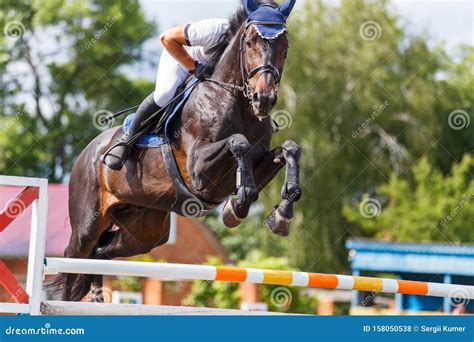 Young Male Horse Rider on Show Jumping Competition Stock Photo - Image ...