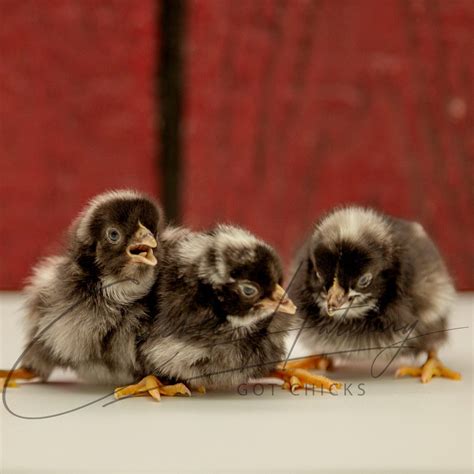 Barred Rock Chicks The Plymouth Barred Rock Chicken
