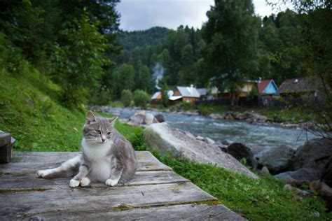 Большие коты горный алтай - 74 фото