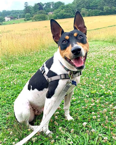 Decker Rat Terrier | Breed Information, Pictures, Facts & FAQs